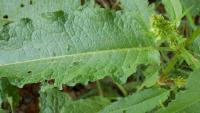 Šťovík klubkatý (Rumex conglomeratus)