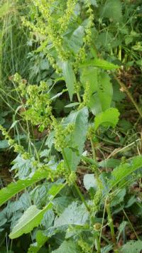 Šťovík klubkatý (Rumex conglomeratus)