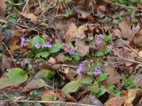 Plicník lékařský (Pulmonaria officinalis)