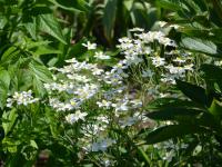 Pryskyřník platanolistý (Ranunculus platanifolius)