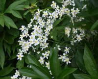 Pryskyřník platanolistý (Ranunculus platanifolius)