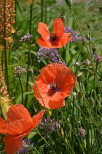 Mák vlčí (Papaver rhoeas)