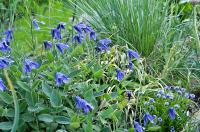 Plamének celolistý (Clematis integrifolia)