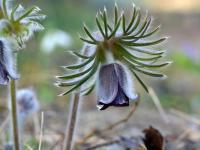 Koniklec luční český (Pulsatilla pratensis subsp bohemica)