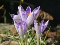 Šafrán Tommasiniho (Crocus tommasinianus)