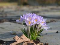 Šafrán Tommasiniho (Crocus tommasinianus)
