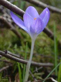 Šafrán Tommasiniho (Crocus tommasinianus)