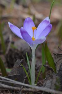 Šafrán Tommasiniho (Crocus tommasinianus)