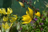 Tulipán planý (Tulipa sylvestris)