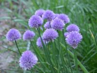 Pažitka pobřežní horská (Allium schoenoprasum subsp alpinum)