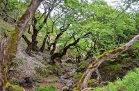 Platan východní (Platanus orientalis)