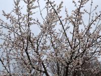 Meruňka obecná (Prunus armeniaca)