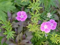Kakost krvavý 'Elke' (Geranium sanguineum)