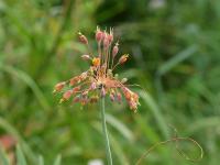 Česnek žlutý (Allium flavum subsp tauricum)