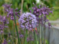 Česnek nicí (Allium nutans)