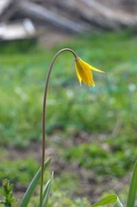 Tulipán planý jižní (Tulipa sylvestris subsp australis)