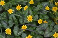 Orsej jarní 'Collarette' (Ficaria verna)