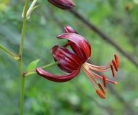 Lilie 'Theodor Haber' - Martagon hybridy (Lilium)