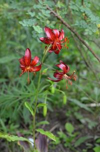 Lilie 'Theodor Haber' - Martagon hybridy (Lilium)