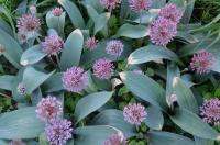Česnek karatavský (Allium karataviense subsp henrikii)