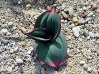 Česnek karatavský (Allium karataviense subsp henrikii)