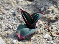 Česnek karatavský (Allium karataviense subsp henrikii)