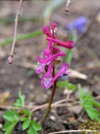 Dymnivka dutá (Corydalis cava)