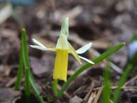Narcis 'Snipe' - Cyclamineus narcisy