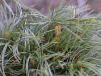Borovice vejmutovka 'Squiggles' (Pinus strobus)
