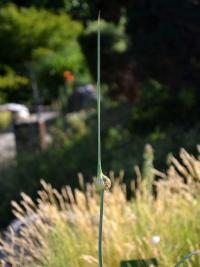 Česnek planý (Allium oleraceum)
