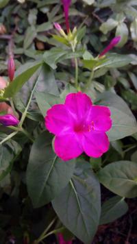 Nocenka zahradní (Mirabilis jalapa)
