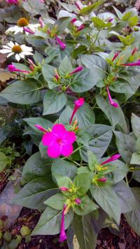 Nocenka zahradní (Mirabilis jalapa)