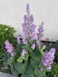 Šalvěj muškátová (Salvia sclarea)