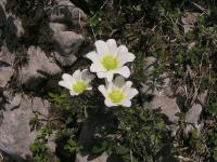 Sasanka baldenská (Anemone baldensis)