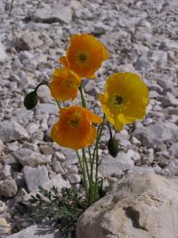 Mák alpský (Papaver alpinum)