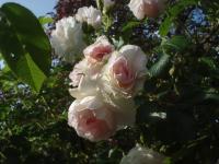 Růže svraskalá 'Ritausma' (Rosa rugosa)