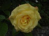 Růže svraskalá 'Rugelda' (Rosa rugosa)