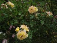 Růže svraskalá 'Rugelda' (Rosa rugosa)