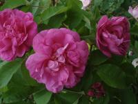 Růže damascénská 'Rose du Roi'