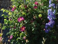 Růže galská 'La Belle Sultane' (Rosa gallica)