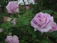 Růže svraskalá 'Conrad Ferdinand Meyer' (Rosa rugosa)