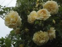 Růže svraskalá 'Agnes' (Rosa rugosa)