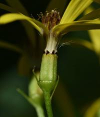 Starček vejčitý (Senecio ovatus)
