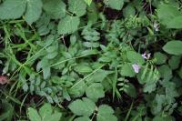 Vikev plotní (Vicia sepium)
