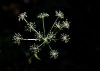 Smldník olešníkový (Peucedanum oreoselinum)