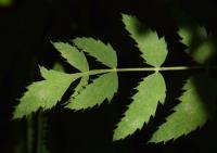 Smldník olešníkový (Peucedanum oreoselinum)