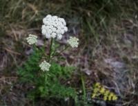 Smldník olešníkovitý (Peucedanum oreoselinum)