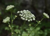 Smldník olešníkovitý (Peucedanum oreoselinum)