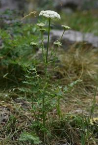 Smldník olešníkovitý (Peucedanum oreoselinum)