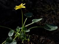 Orsej blatoucholistý (Ficaria calthifolia)